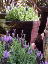 N1 Garden Centre, London