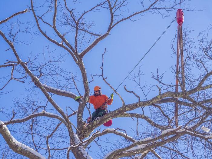  New Album of Tree Service Shreveport 333 Texas Street, Suite 1300 - Photo 9 of 9