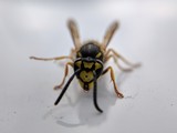 American Pest Solutions, Agawam