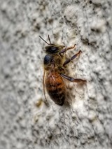 American Pest Solutions, Agawam
