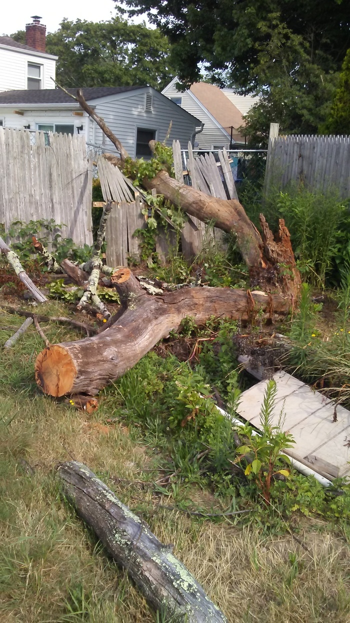  Profile Photos of Tree Removal Service Birmingham 1821 11th Ave S  # 55551 - Photo 2 of 11