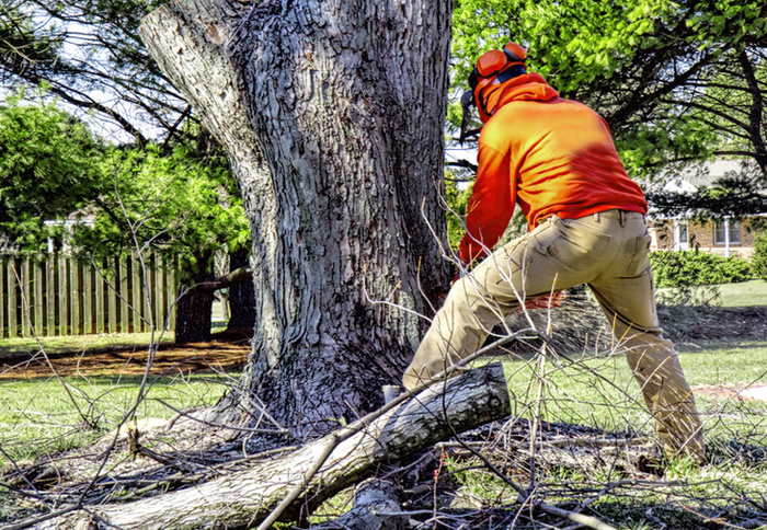  Profile Photos of Tree Removal Service Birmingham 1821 11th Ave S  # 55551 - Photo 3 of 11