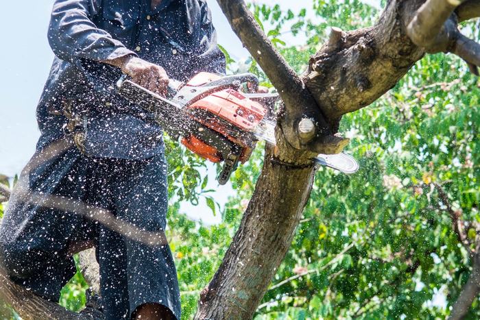  Profile Photos of Tree Removal Service Birmingham 1821 11th Ave S  # 55551 - Photo 6 of 11