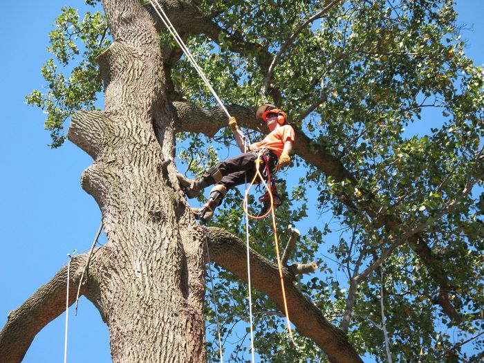  Profile Photos of Tree Removal Service Birmingham 1821 11th Ave S  # 55551 - Photo 8 of 11