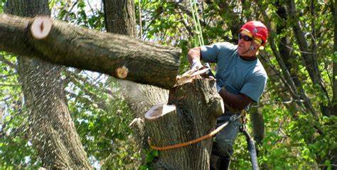  Profile Photos of Tree Removal Service Birmingham 1821 11th Ave S  # 55551 - Photo 9 of 11
