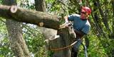 Tree Removal Service Birmingham, Birmingham