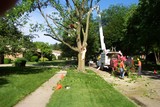 Tree Removal Service Birmingham, Birmingham