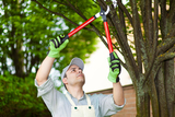  Top Tree Service Seattle 1718 16th Ave 