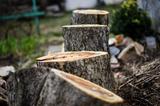 Top Tree Service Seattle, Seattle