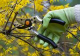 Top Tree Service Seattle, Seattle