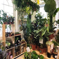  New Album of Root Houseplants The Bluecoat, School Lane - Photo 1 of 1