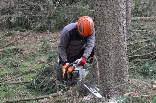  Profile Photos of Joliet Tree Service Specialists 916 Greenleaf Drive - Photo 1 of 4