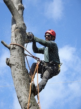  Profile Photos of Joliet Tree Service Specialists 916 Greenleaf Drive - Photo 3 of 4