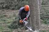 Joliet Tree Service Specialists, Joliet