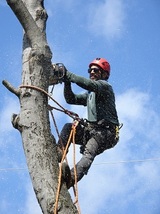 Joliet Tree Service Specialists, Joliet