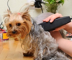 Profile Photos of Animal Kingdom Grooming & Daycare 2654 W Horizon Ridge Pkwy B14 - Photo 1 of 1