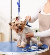 Animal Kingdom Grooming & Daycare, Henderson