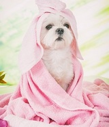 Animal Kingdom Grooming & Daycare, Henderson