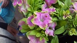  Wagner Nursery & Landscaping Co. 220 Kendall Court 