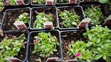  Wagner Nursery & Landscaping Co. 220 Kendall Court 