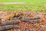  Top Tree Service Miami 1600 S Miami Ave 