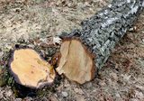  Top Tree Service Miami 1600 S Miami Ave 