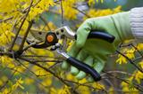 Top Tree Service Miami, Miami