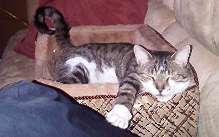  Profile Photos of V.I.People & Pets- Pet Sitting/Dog Walking/Errands 2979 Bancroft Gln NW - Photo 5 of 16