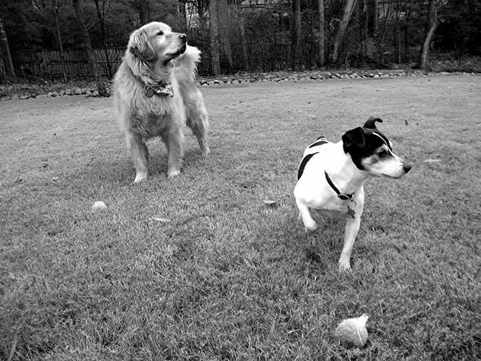  Profile Photos of V.I.People & Pets- Pet Sitting/Dog Walking/Errands 2979 Bancroft Gln NW - Photo 12 of 16