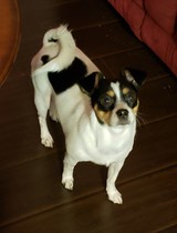  V.I.People & Pets- Pet Sitting/Dog Walking/Errands 2979 Bancroft Gln NW 
