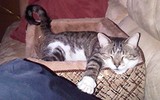  V.I.People & Pets- Pet Sitting/Dog Walking/Errands 2979 Bancroft Gln NW 