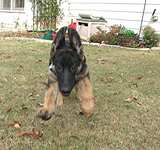  V.I.People & Pets- Pet Sitting/Dog Walking/Errands 2979 Bancroft Gln NW 