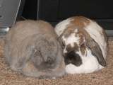  V.I.People & Pets- Pet Sitting/Dog Walking/Errands 2979 Bancroft Gln NW 