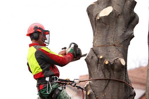  New Album of AAA - Tree Lopping Ipswich 43 Omar Street - Photo 3 of 3