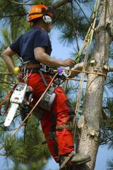 AAA - Tree Lopping Ipswich, West Ipswich