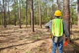 AAA - Tree Lopping Ipswich, West Ipswich