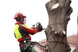 AAA - Tree Lopping Ipswich, West Ipswich