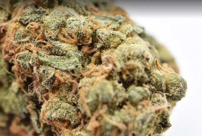  Enjoymint Delivered | Weed Delivery San Jose of Enjoymint Delivered 90 Great Oaks blvd suite 202 - Photo 1 of 12