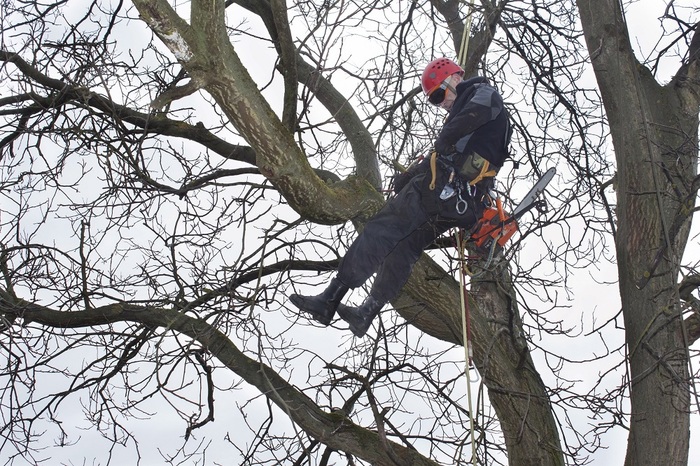  Profile Photos of Tree Service Experts Iowa City 141 Clapp St - Photo 1 of 9
