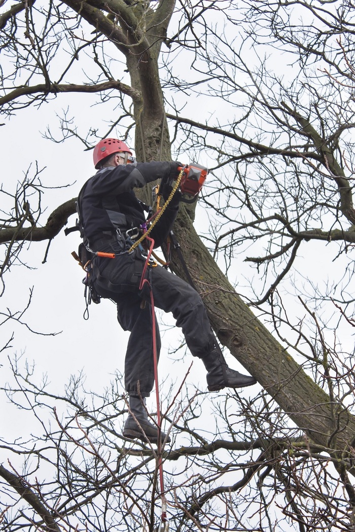  Profile Photos of Tree Service Experts Iowa City 141 Clapp St - Photo 2 of 9