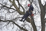 Tree Service Experts Iowa City 141 Clapp St 