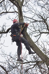  Tree Service Experts Iowa City 141 Clapp St 