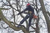  Tree Service Experts Iowa City 141 Clapp St 