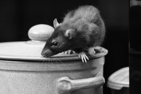  Profile Photos of Wild Thingz Wildlife Removal 1519 Cleveland Street - Photo 3 of 4