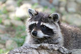 Wild Thingz Wildlife Removal, Columbia
