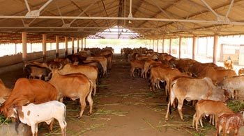  Profile Photos of Shankus Natural Health Center Amipura, Ahmedabad-Mehsana Highway - Photo 16 of 34
