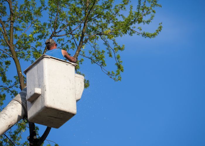 Profile Photos of Rhode Island Tree Removal 118 Willow St #1 - Photo 2 of 3
