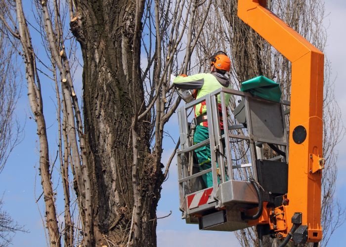  Profile Photos of Rhode Island Tree Removal 118 Willow St #1 - Photo 3 of 3