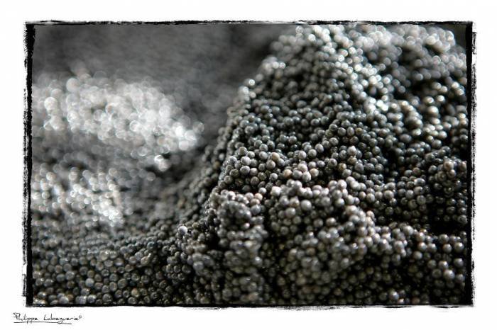  Profile Photos of Fine French Caviar Access House, Leestone Road, Sharston Ind Est - Photo 8 of 8