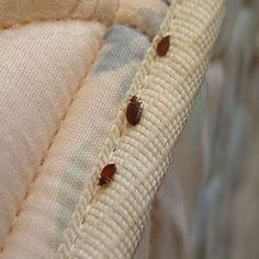  Profile Photos of A1 Bed Bug Exterminator Scarborough 238 Bonis Ave - Photo 2 of 6